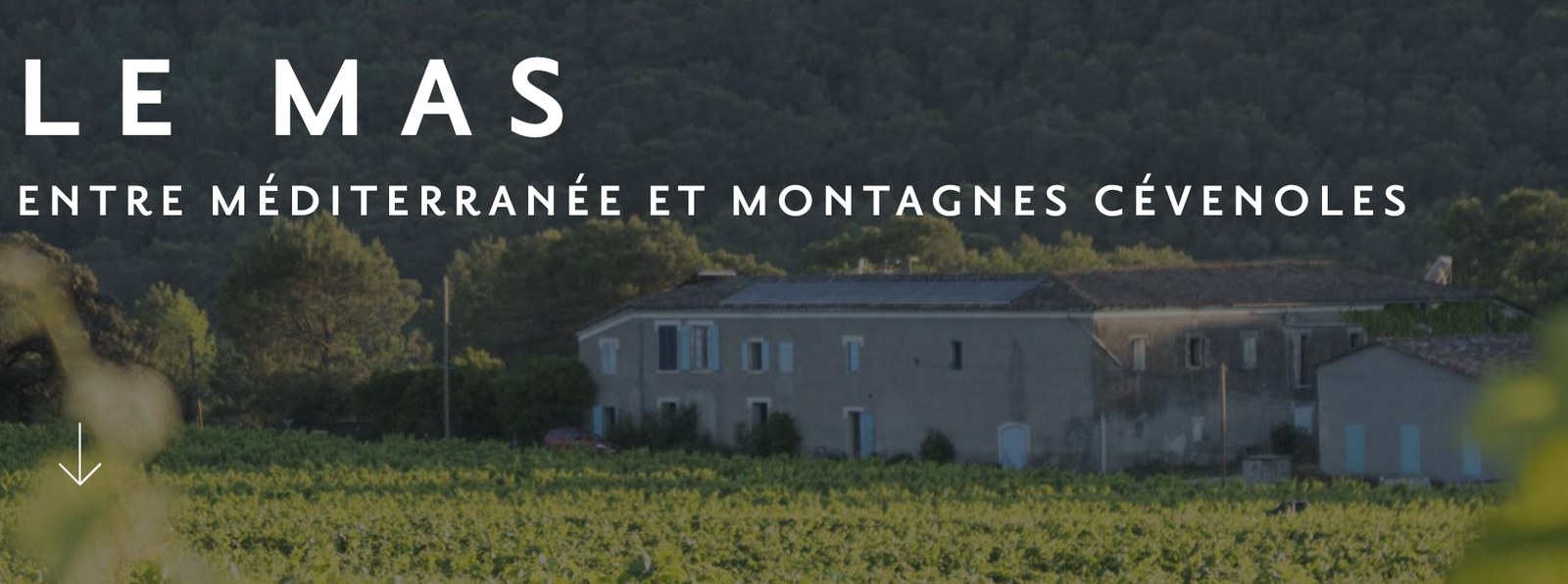 Vignes du Languedoc